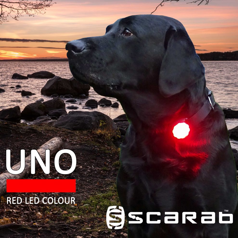 Beautiful Black Labrador with RED Scarab UNO dog light on collar by sunset lakeside