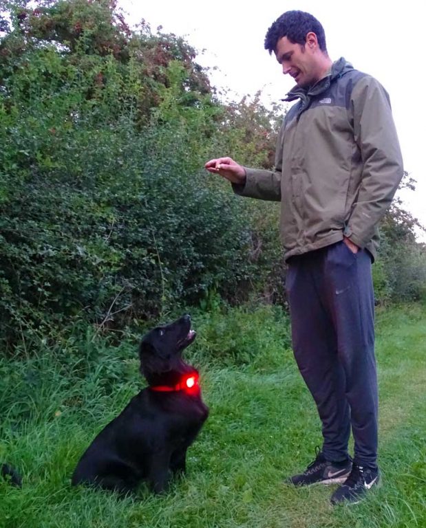 Testing the Scarab Beacon Dog Light