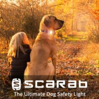 scarab beacon girl walking dog 1