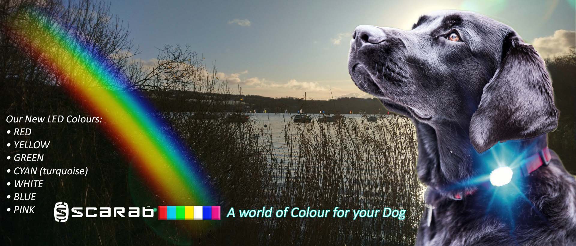 A world of Colour for your dog safety light