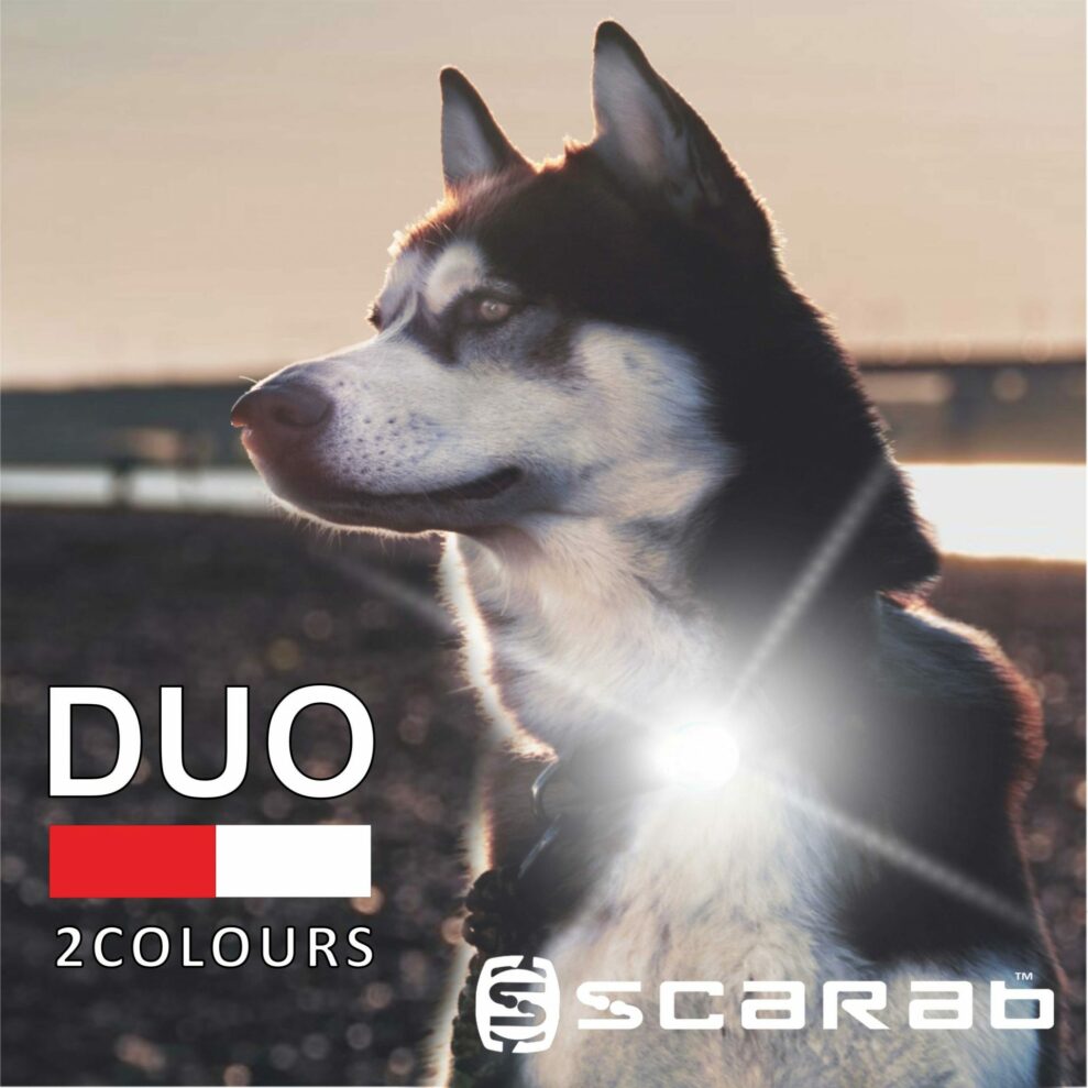 Scarab Duo safety light on Malamute Dog
