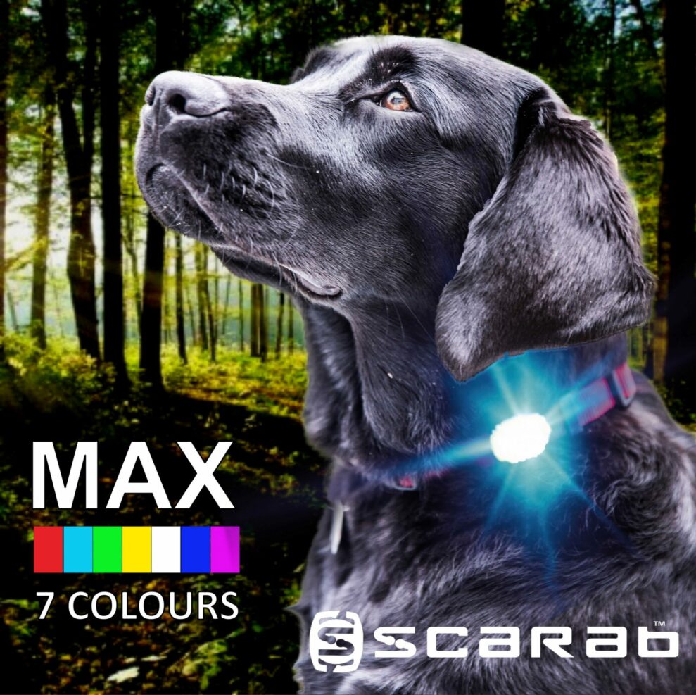Scarab MAX dog light on Labrador dog in forest