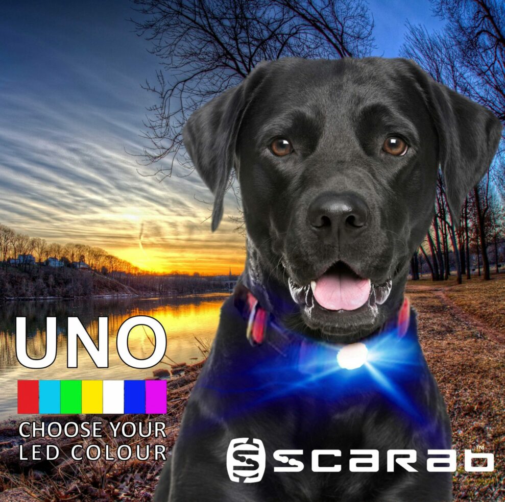 Black Labrador with Blue Scarab UNO dog light on collar by winter river scene