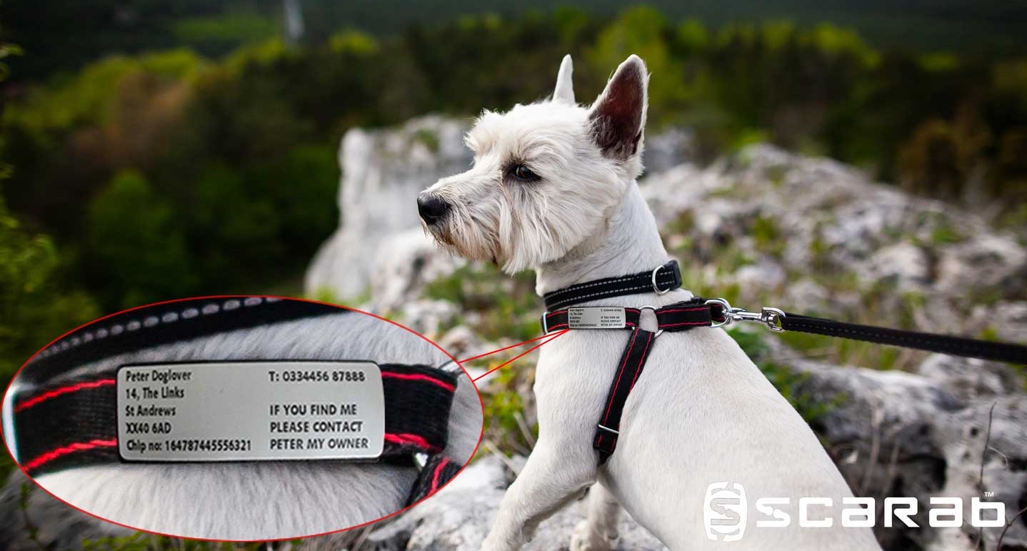 Small Dog in Harness with Collar ID tag
