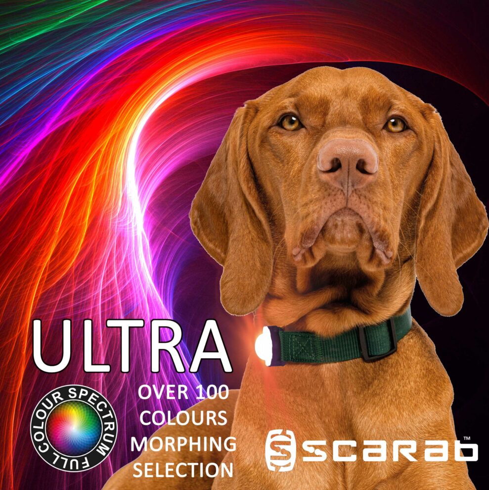 Scarab ULTRA rechargeable dog light on beautiful dog